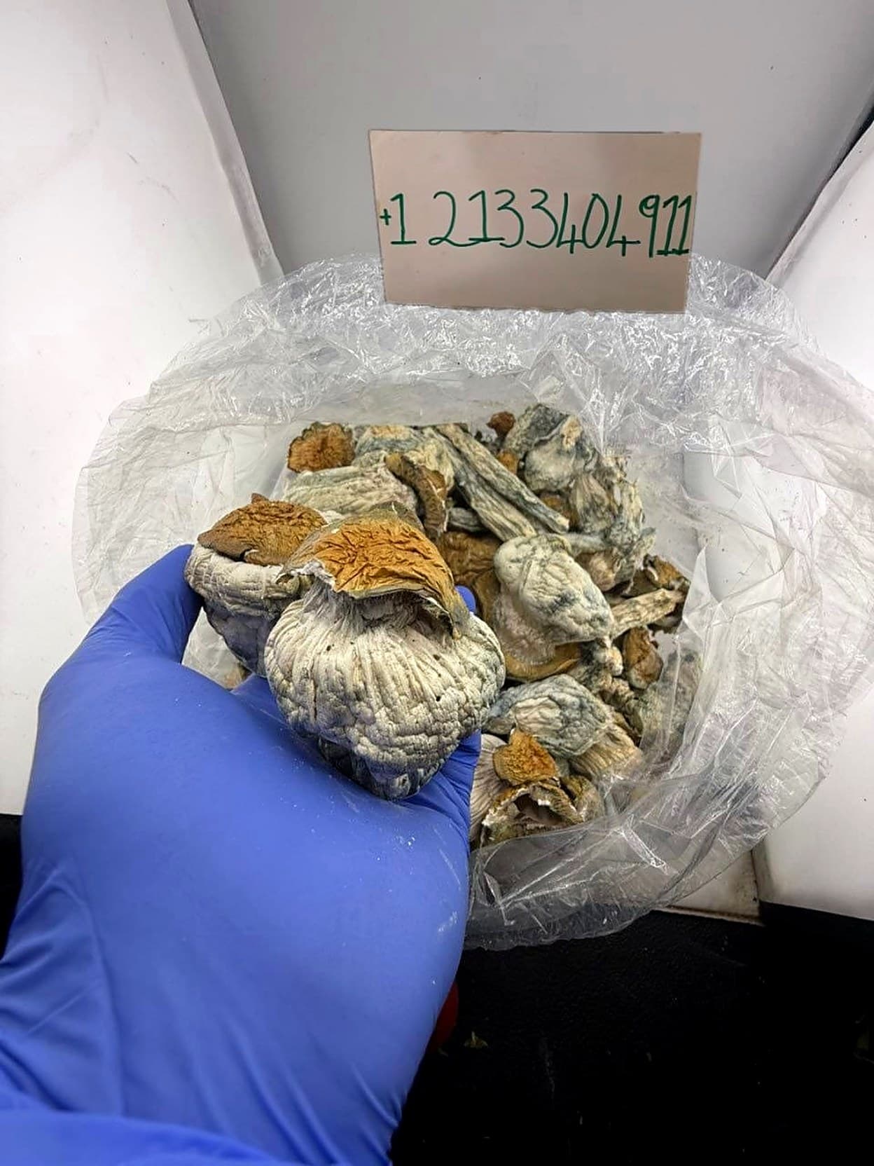 Bulk dried psilocybin mushrooms with the MicroDose IQ contact number on display