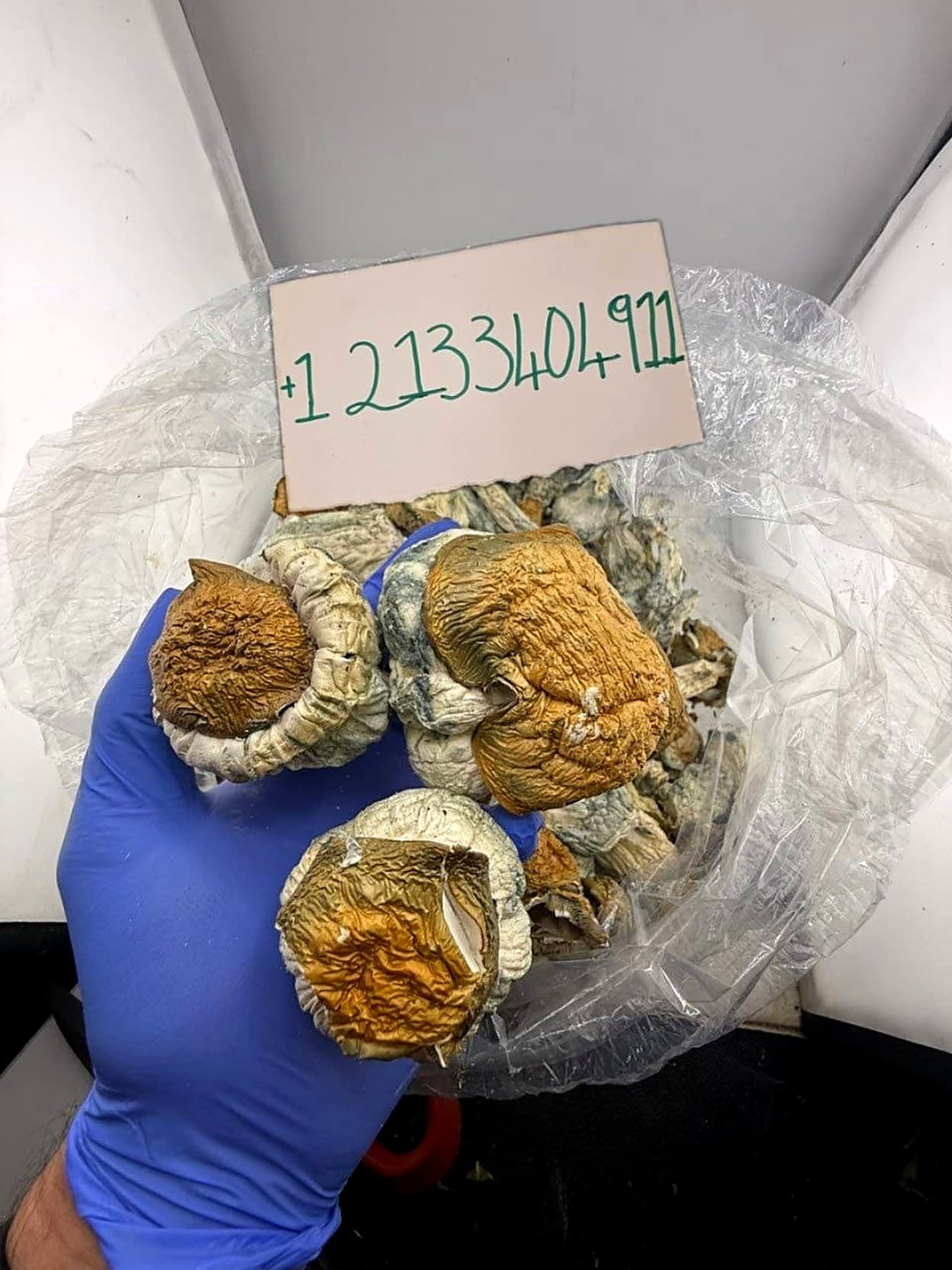 Sealed bags of dried psilocybin mushrooms beside the MicroDose IQ contact card