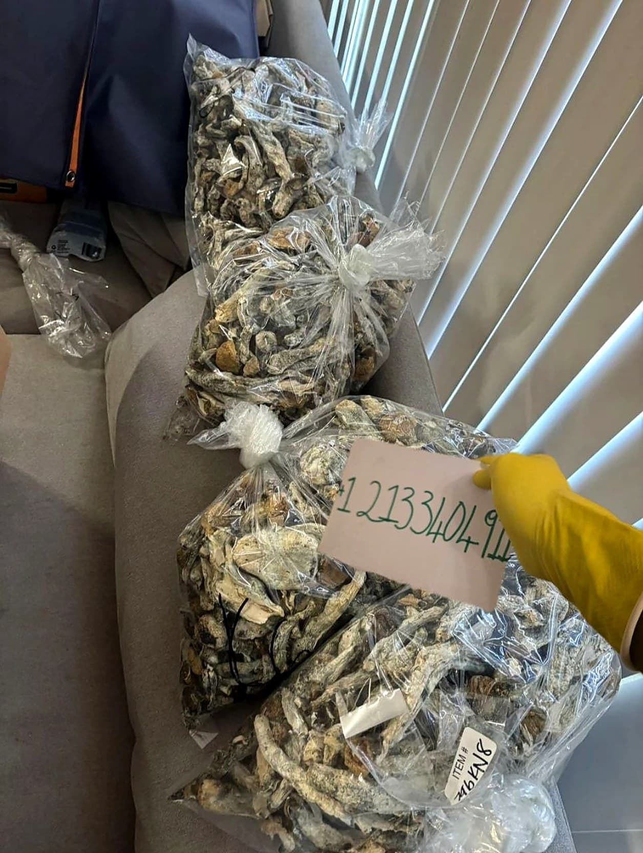 Hand-held dried psilocybin mushrooms showing cap detail and blue bruising, MicroDose IQ