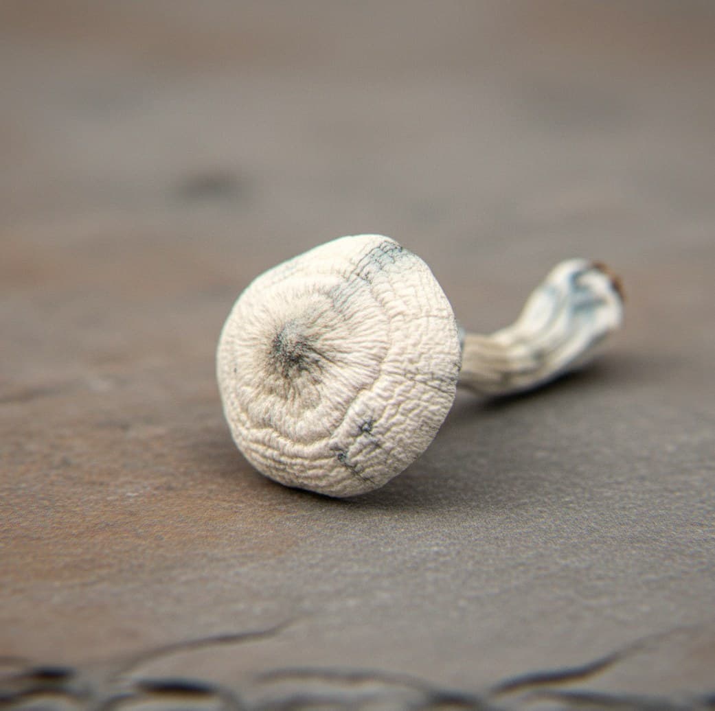 Macro close-up of a dried Jack Frost mushroom cap and stem (Psilocybe cubensis)