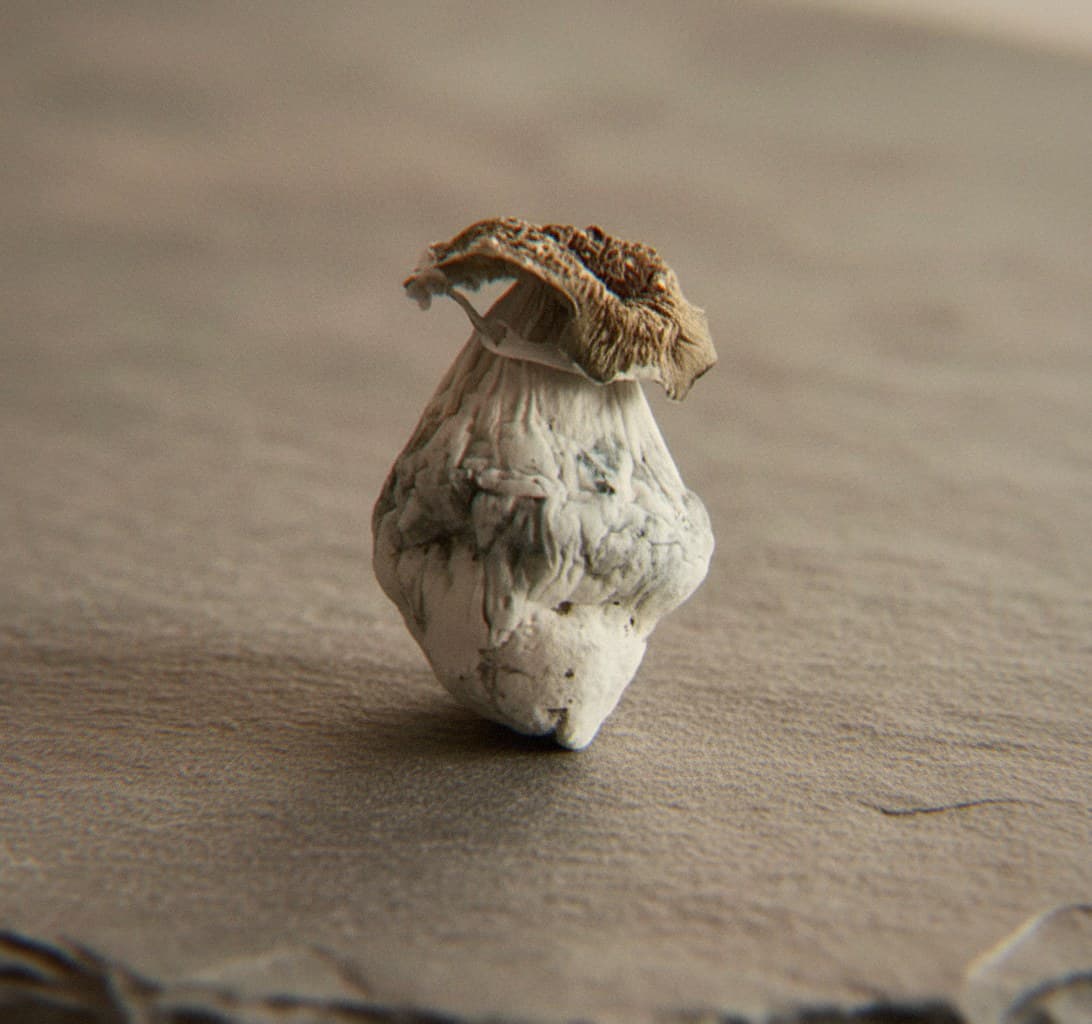 Macro close-up of a dried Albino Penis Envy mushroom cap and stem (Psilocybe cubensis)