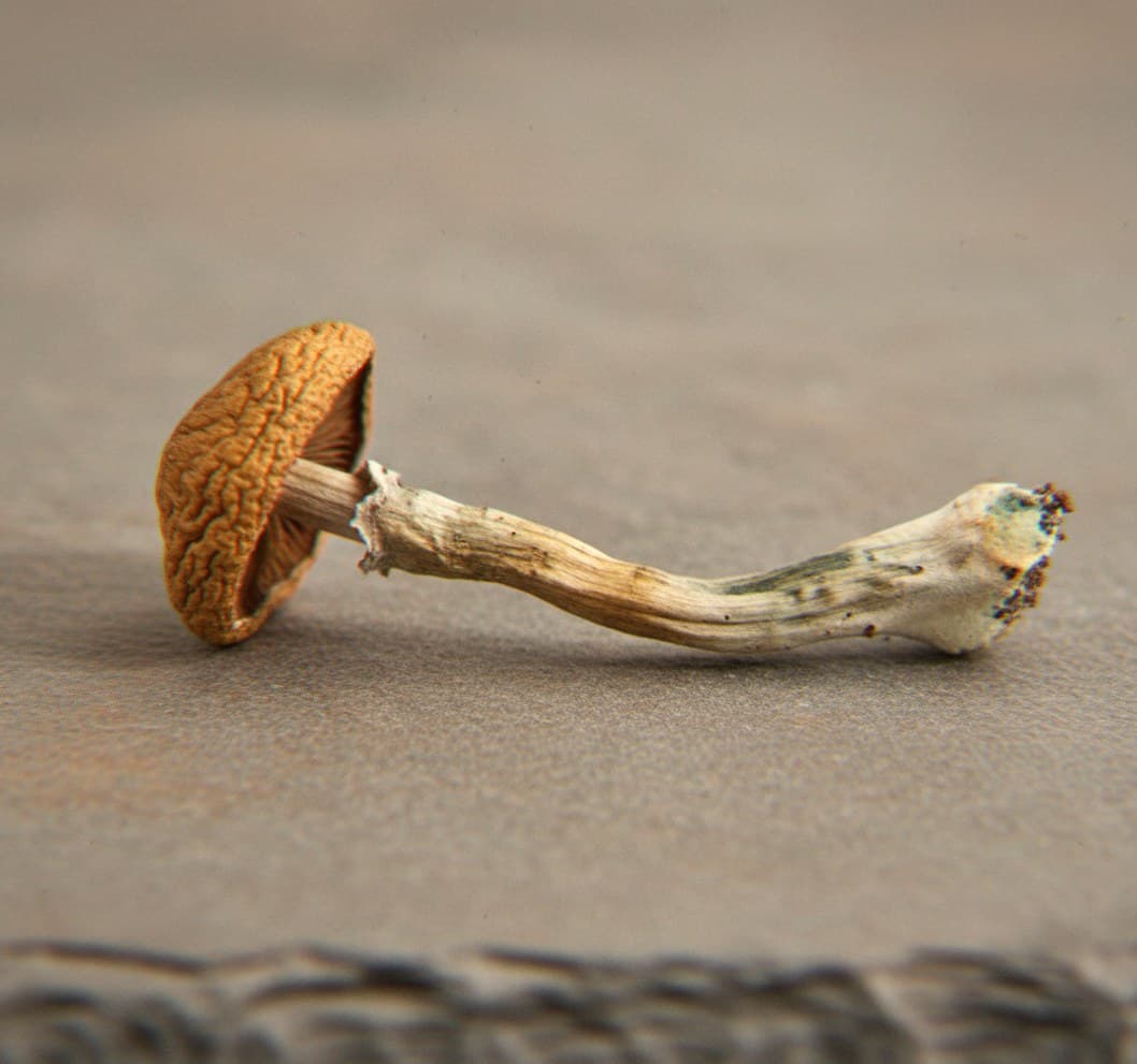 Macro close-up of a dried Alcabenzi mushroom cap and stem (Psilocybe cubensis)