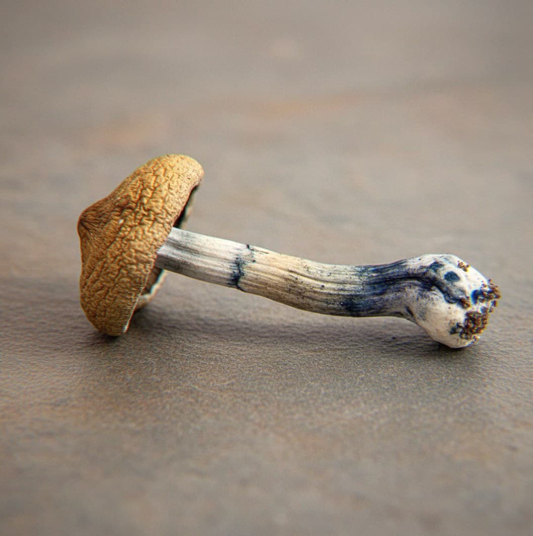 Macro close-up of a dried Blue Meanie (Cubensis) mushroom cap and stem (Psilocybe cubensis)