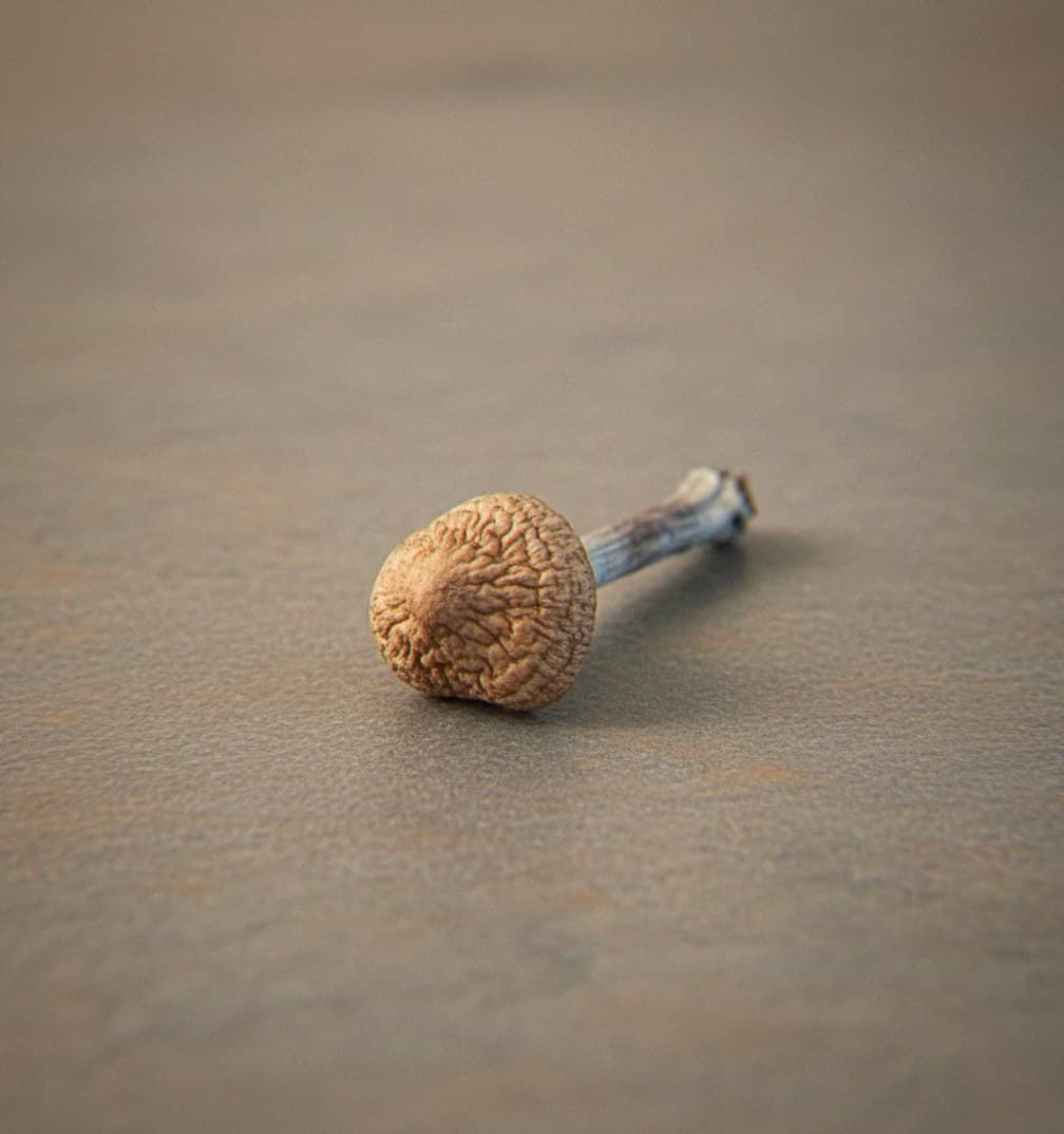 Macro close-up of a dried Cambodia mushroom cap and stem (Psilocybe cubensis)