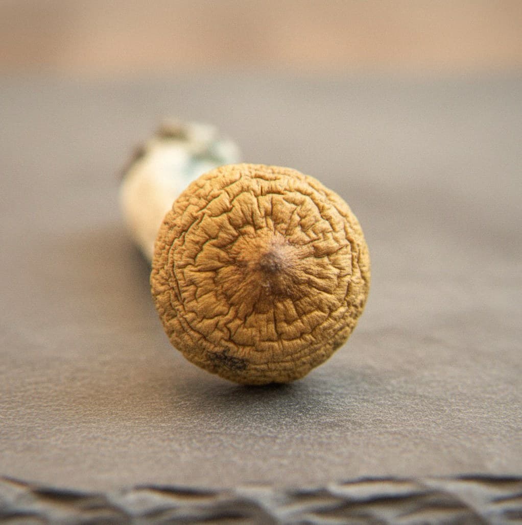 Macro close-up of a dried Ecuadorian mushroom cap and stem (Psilocybe cubensis)