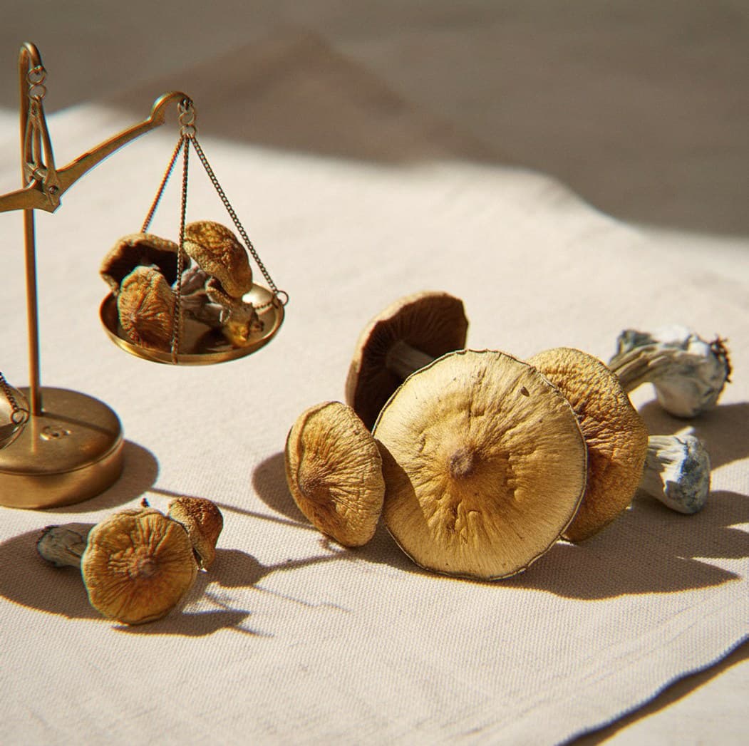 Dried Ecuadorian mushrooms portioned beside an apothecary scale (Psilocybe cubensis)