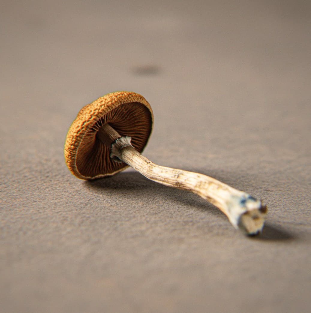 Macro close-up of a dried Gandalf mushroom cap and stem (Psilocybe cubensis)