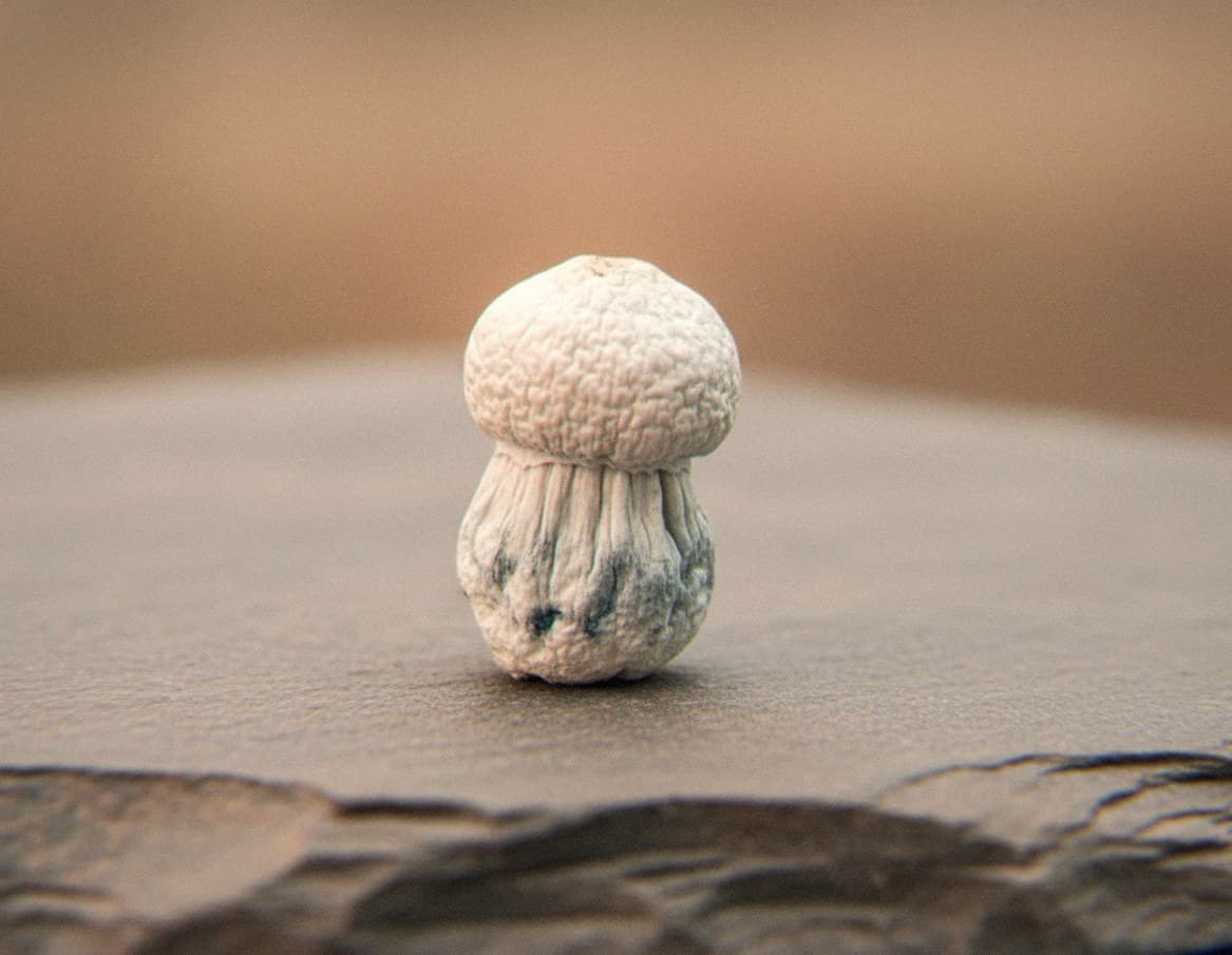 Macro close-up of a dried Ghost mushroom cap and stem (Psilocybe cubensis)