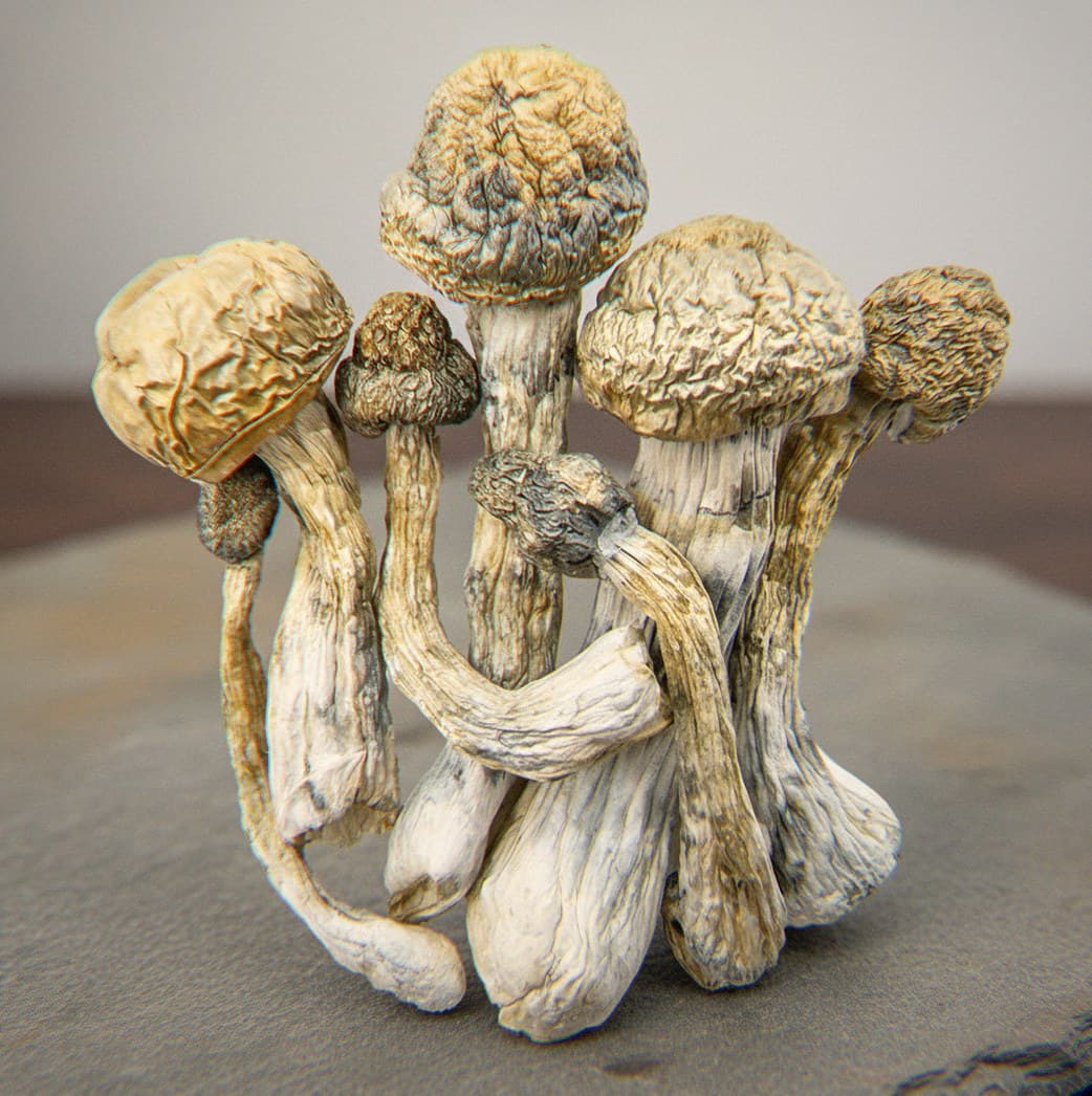 Dried Golden Mammoth psilocybin mushrooms (Psilocybe cubensis) — large