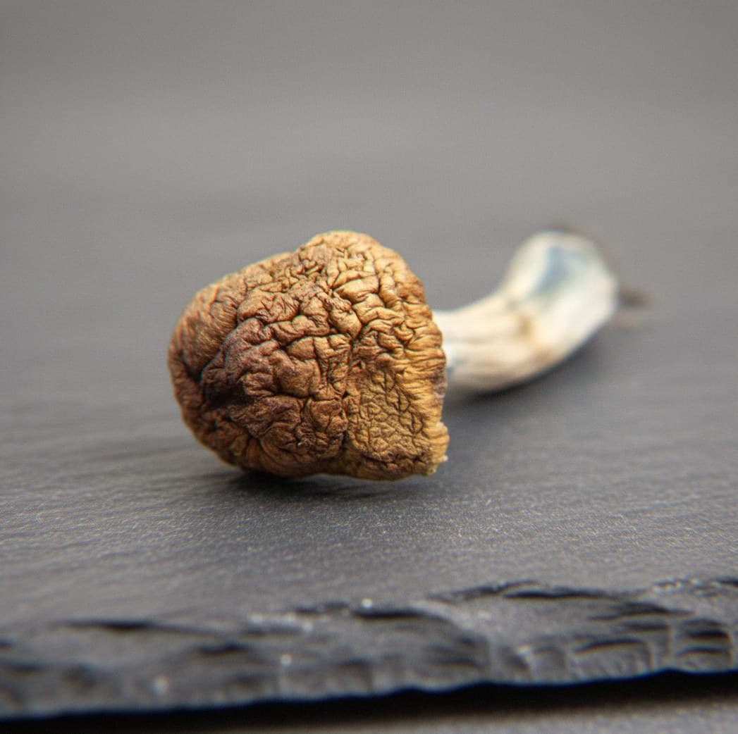 Macro close-up of a dried Huautla mushroom cap and stem (Psilocybe cubensis)