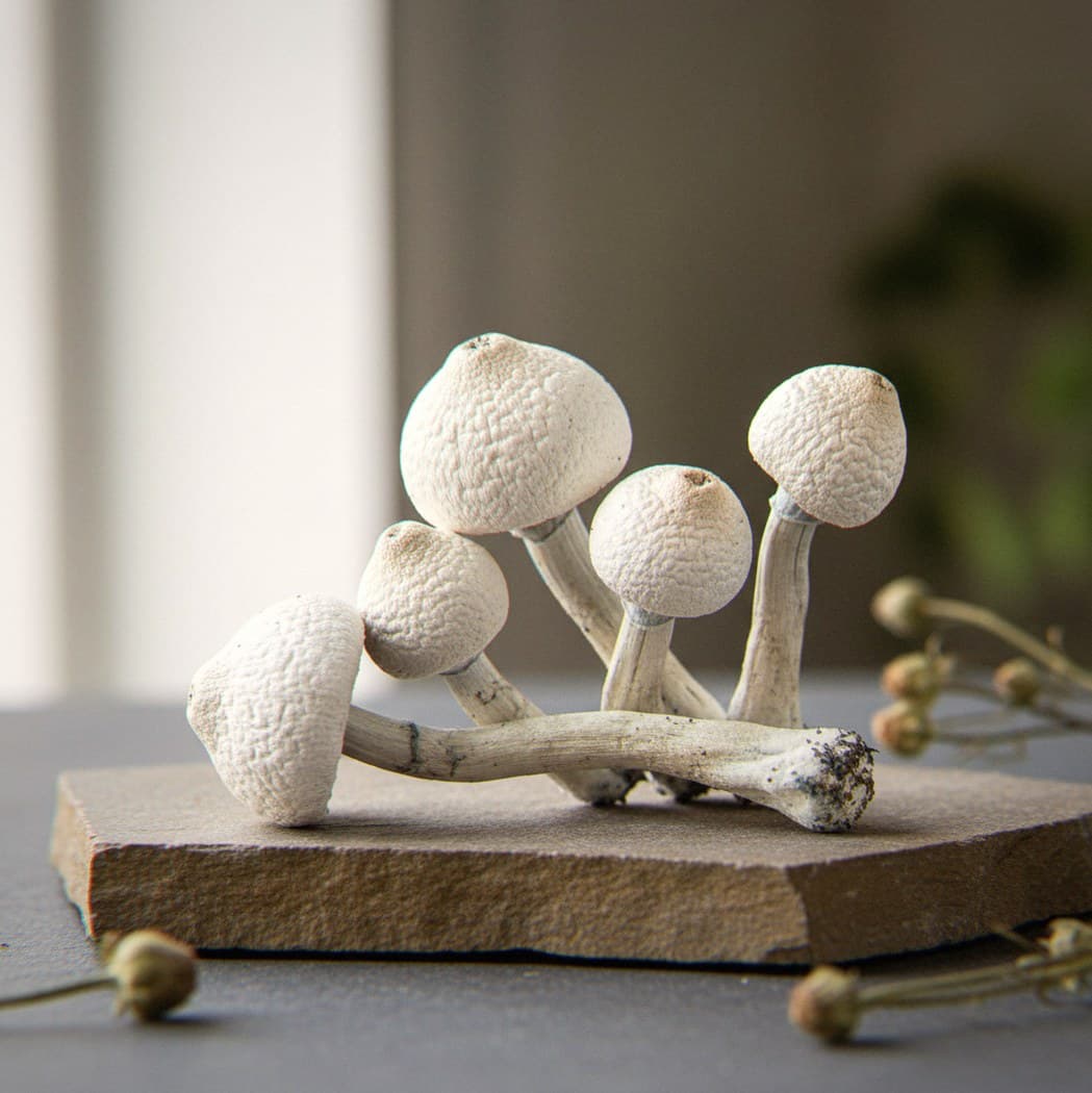 Dried Jack Frost psilocybin mushrooms (Psilocybe cubensis) — pure white mushrooms with frost-like texture on caps