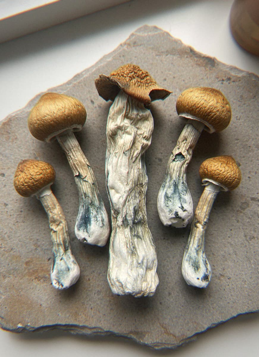 Dried Jedi Mind Fuck psilocybin mushrooms (Psilocybe cubensis) — large