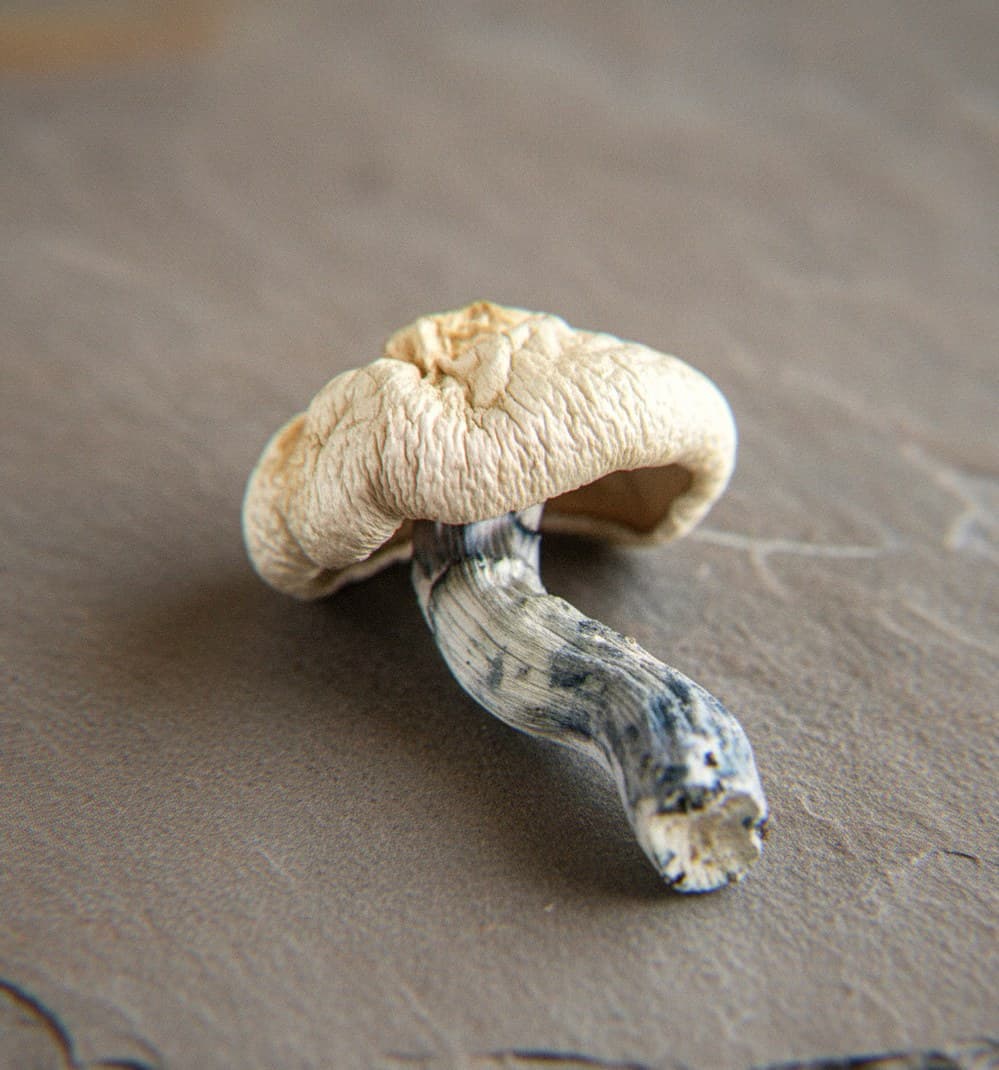 Macro close-up of a dried Leucistic Golden Teacher mushroom cap and stem (Psilocybe cubensis)