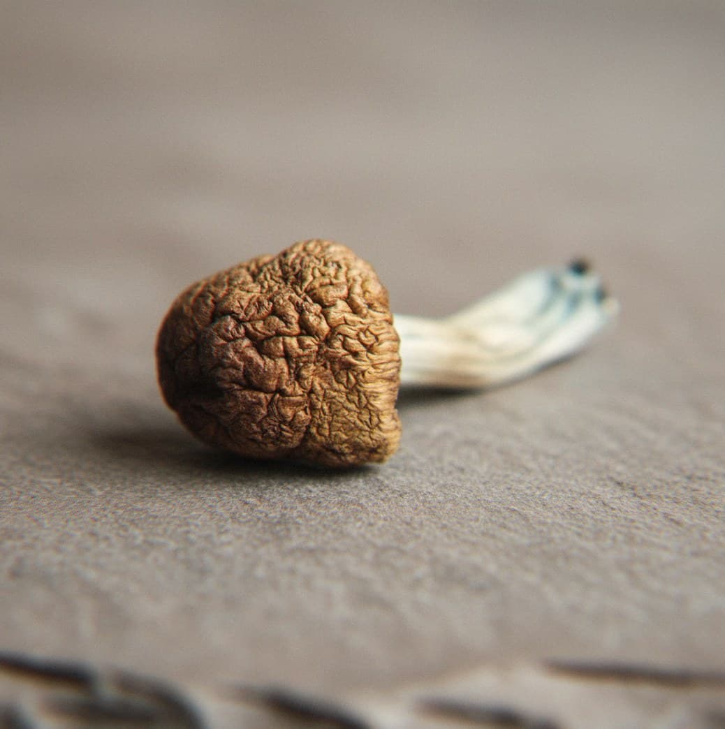 Macro close-up of a dried Mazatapec mushroom cap and stem (Psilocybe cubensis)