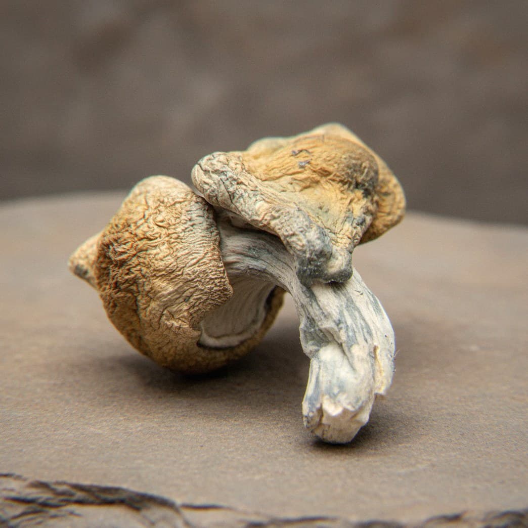 Macro close-up of a dried Melmac mushroom cap and stem (Psilocybe cubensis)