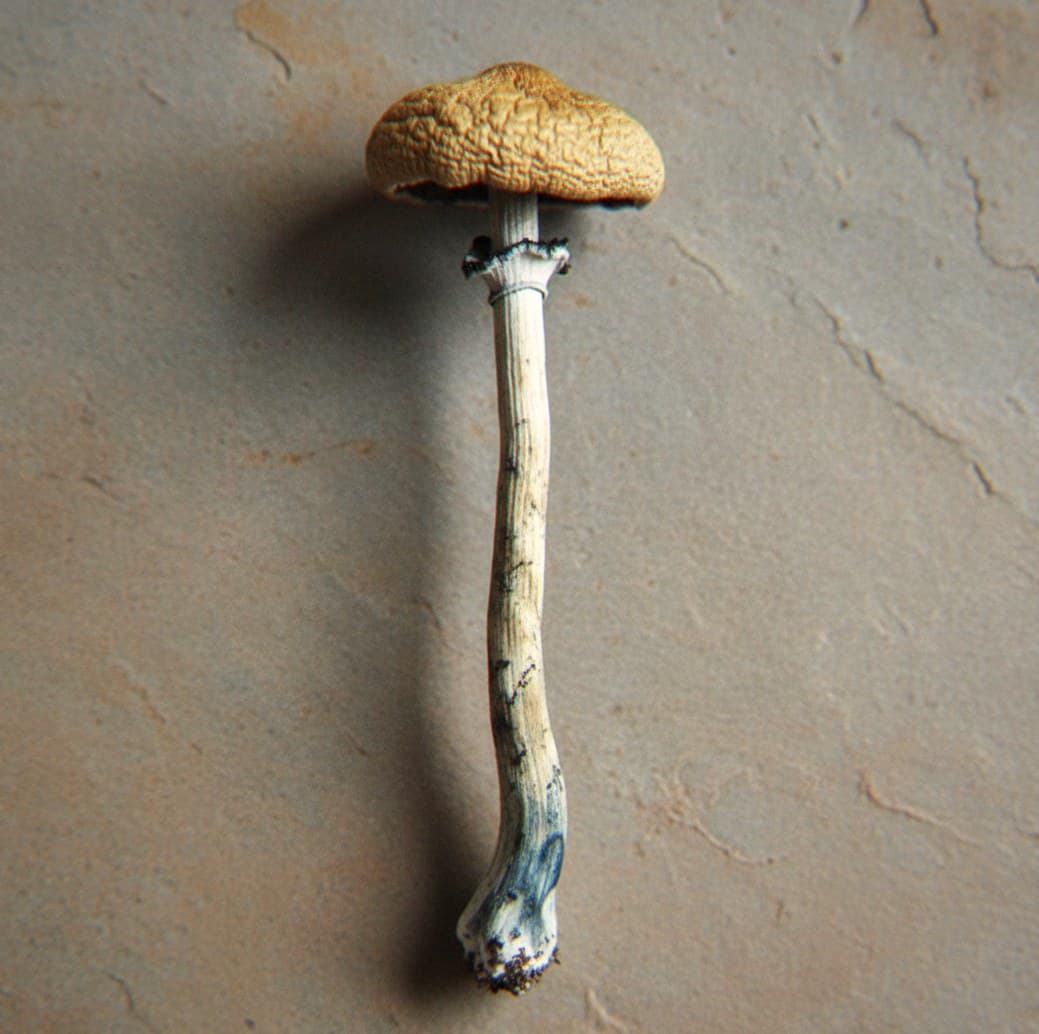 Macro close-up of a dried Orissa India mushroom cap and stem (Psilocybe cubensis)