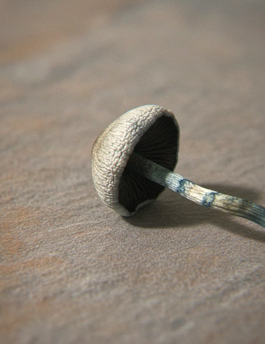Macro close-up of a dried Panaeolus cyanescens mushroom cap and stem (Panaeolus cyanescens)
