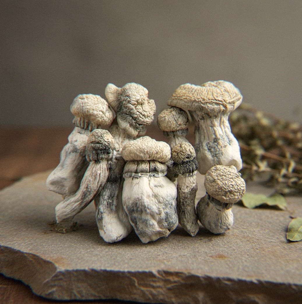 Dried Penis Envy psilocybin mushrooms (Psilocybe cubensis) — thick