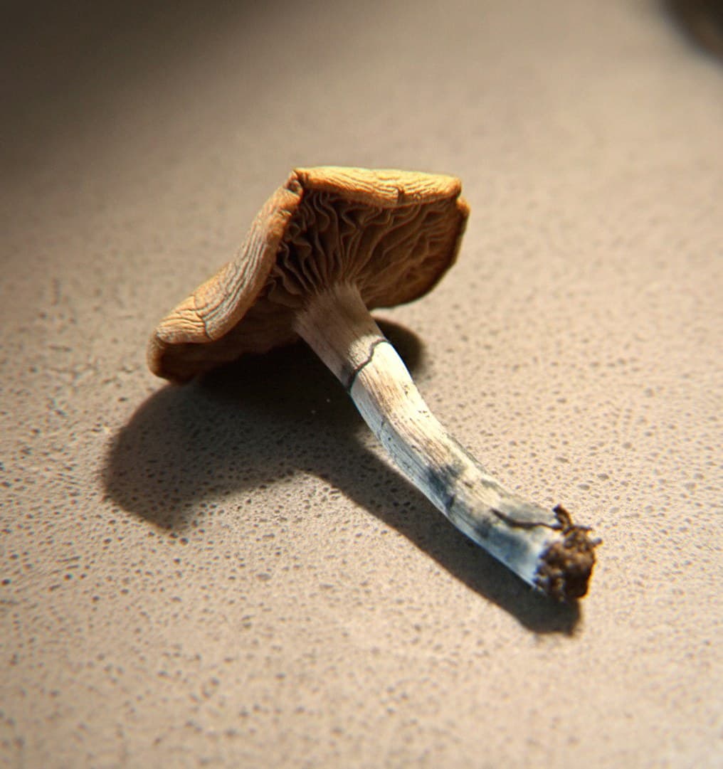 Macro close-up of a dried Psilocybe cyanescens mushroom cap and stem (Psilocybe cyanescens)
