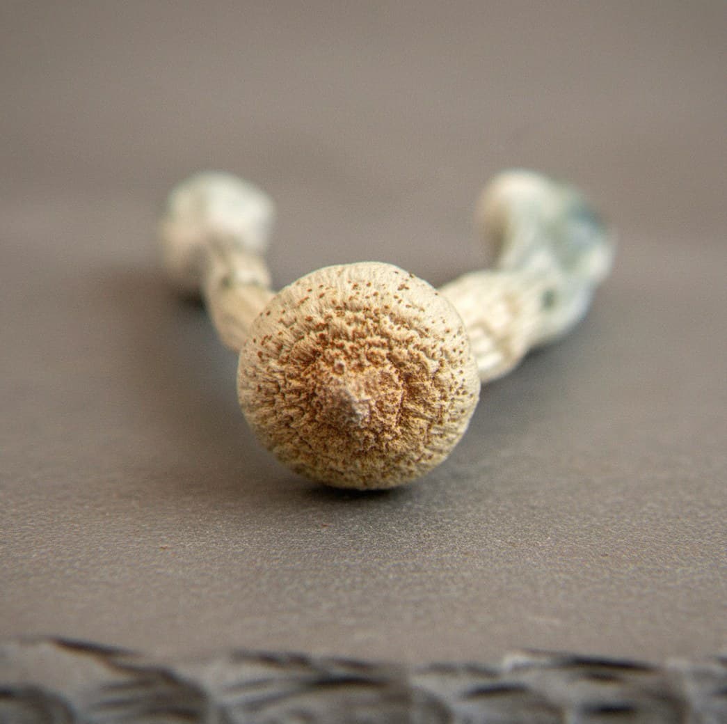 Macro close-up of a dried Rusty Whyte mushroom cap and stem (Psilocybe cubensis)