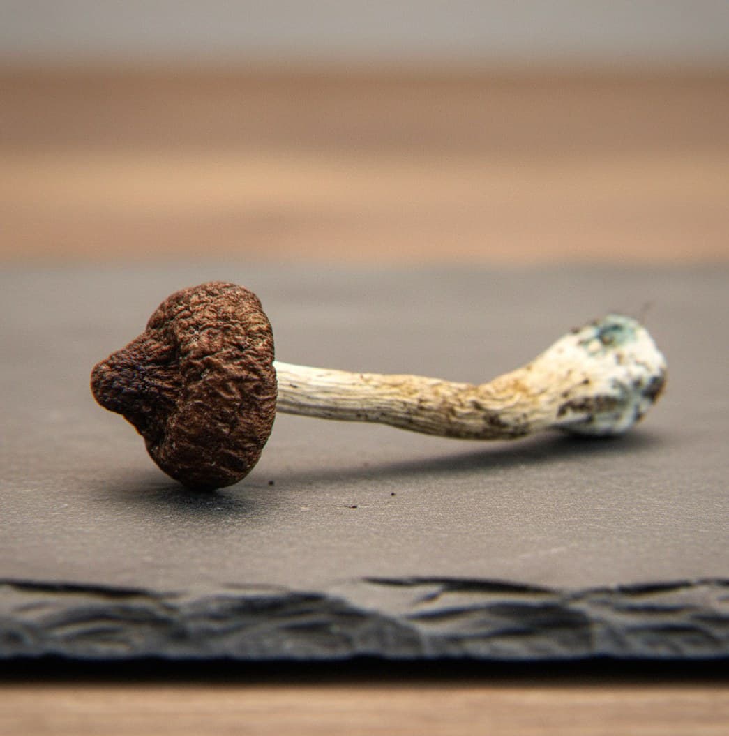 Macro close-up of a dried South African Transkei mushroom cap and stem (Psilocybe cubensis)