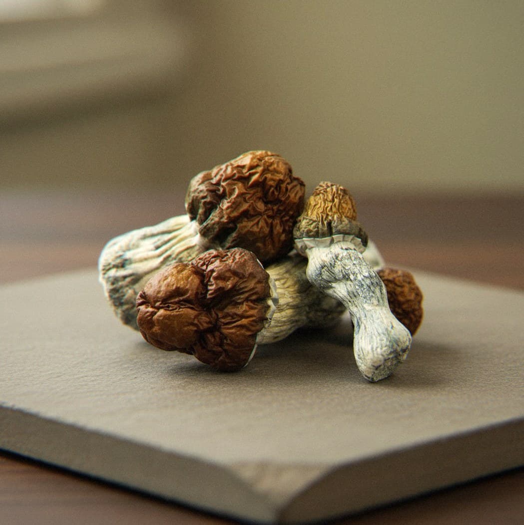Dried Texas psilocybin mushrooms (Psilocybe cubensis) — large