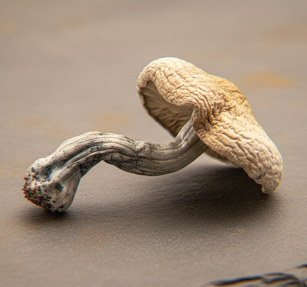 Macro close-up of a dried Treasure Coast mushroom cap and stem (Psilocybe cubensis)