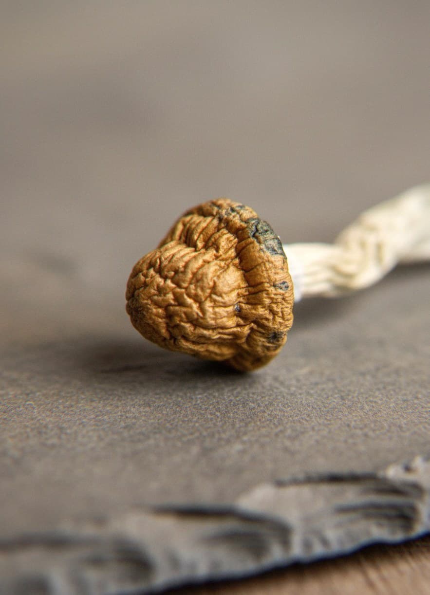 Macro close-up of a dried Wollongong mushroom cap and stem (Psilocybe cubensis)